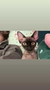 marilyn_damaged Altpins Profile Picture