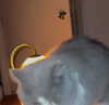 eliya.ho Altpins Profile Picture