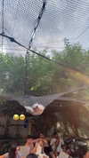 nicole_ac Altpins Profile Picture