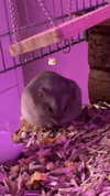 _urbaneva Altpins Profile Picture