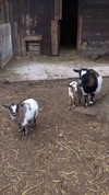 rott3nbambi Altpins Profile Picture