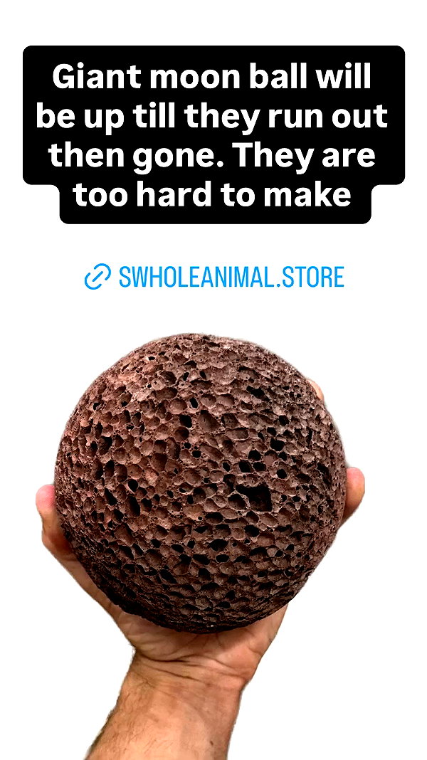 swholeanimal archive video preview