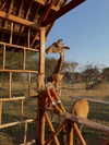 poppyymatildaa Altpins Profile Picture