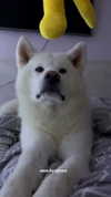kriskaik Altpins Profile Picture
