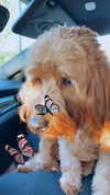 taylorballarddd Altpins Profile Picture