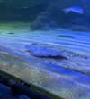 jahia_brown Altpins Profile Picture