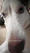 breesghost Altpins Profile Picture