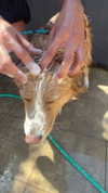 biton__adi Altpins Profile Picture