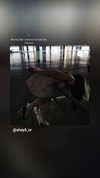 shayli_or Altpins Profile Picture