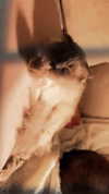 laluzone Altpins Profile Picture