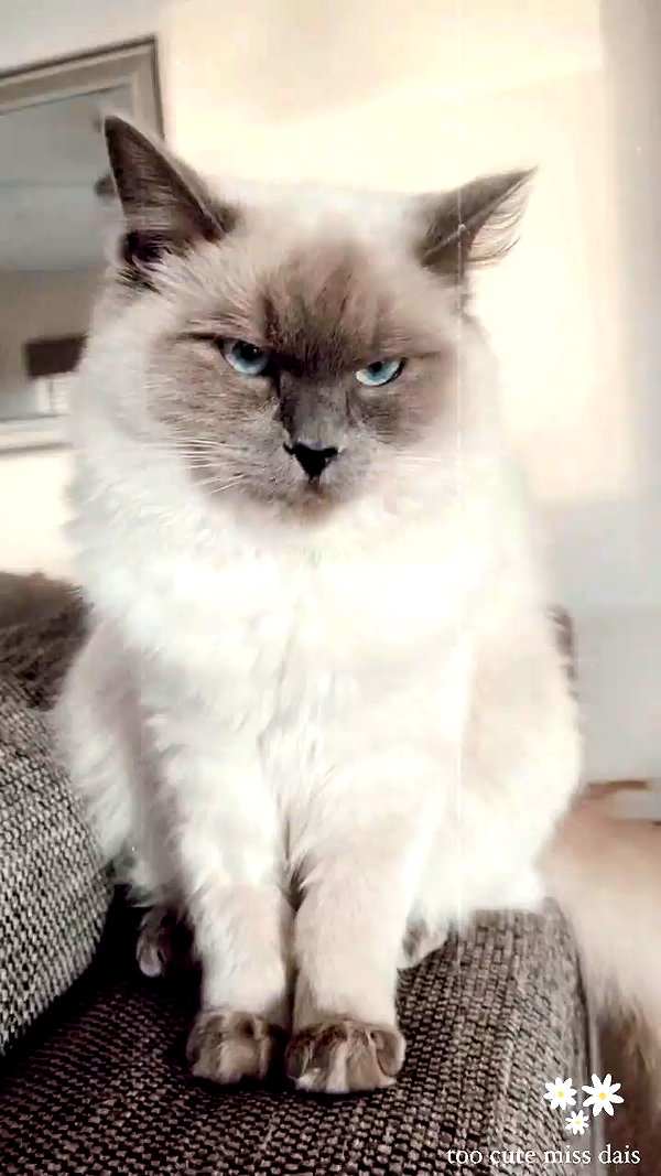 oliviaphillipps archive video preview
