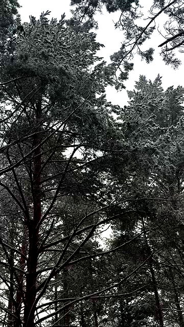 nyityam nyityam archive video