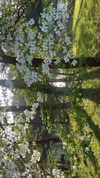 elizabethcampbelljones Altpins Profile Picture