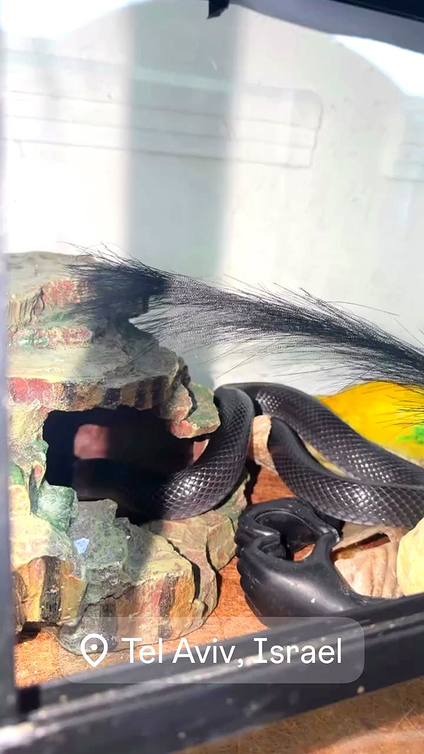 seilorkittyofficial archive video preview