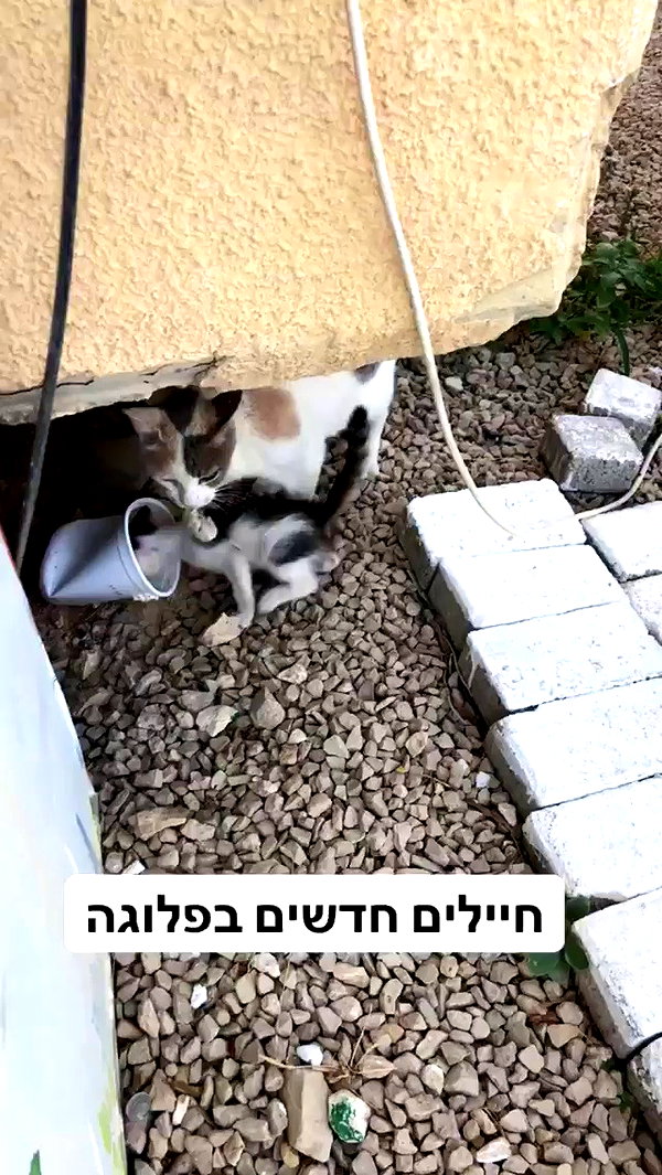 romi_henenson archive video preview