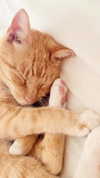 rachelchaleff Altpins Profile Picture
