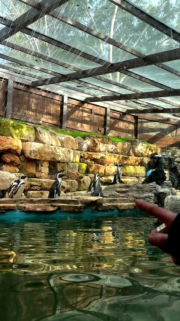 strawberryshanz archive video preview