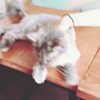 erokochiba Altpins Profile Picture