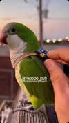 napopo_pub Altpins Profile Picture