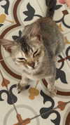 ann.shellll Altpins Profile Picture