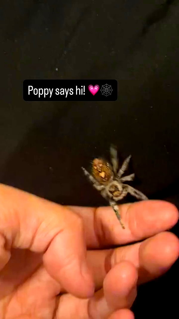 gargoyol archive video preview