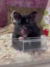 danielle.mercedie Altpins Profile Picture