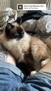 jahia_brown Altpins Profile Picture