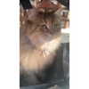 nicolekidman Altpins Profile Picture