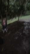 lilly.chann_ Altpins Profile Picture