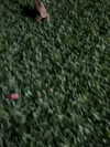 rouxroux.tv Altpins Profile Picture