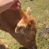 rouxroux.tv Altpins Profile Picture