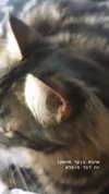 evasela__ Altpins Profile Picture