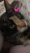 olivia.bolgerr Altpins Profile Picture