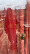 reanidays.cos Altpins Profile Picture