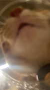 schnuckell Altpins Profile Picture