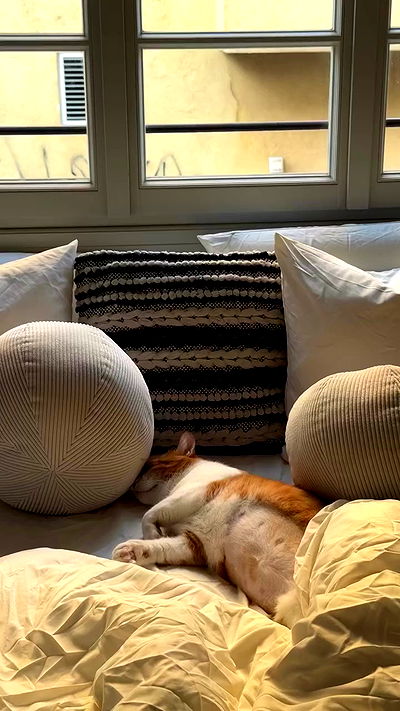 iambohema.v2 iambohema.v2 archive video