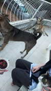 shai_landau_ Altpins Profile Picture