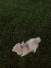 lilly.chann_ Altpins Profile Picture