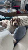 olivia.bolgerr Altpins Profile Picture