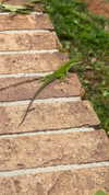 elizabethcampbelljones Altpins Profile Picture