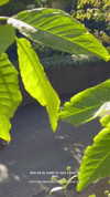 ayguldavlletova Altpins Profile Picture