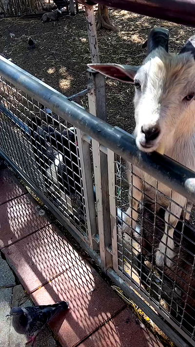 ormosheee ormosheee archive video