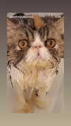 mirekyarahire Altpins Profile Picture