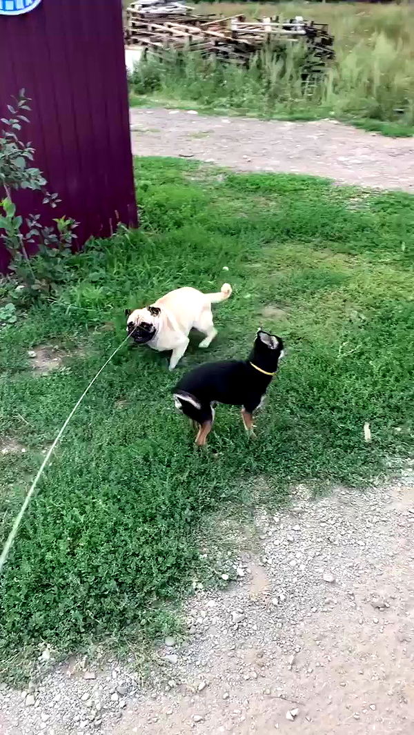 nyityam archive video preview