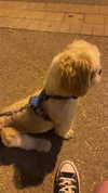 _._dianush._ Altpins Profile Picture