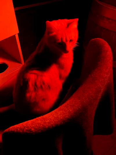 noa_zemlyanski noa_zemlyanski archive video