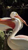 itsilanosh Altpins Profile Picture