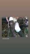 ash.onme Altpins Profile Picture