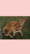 ruby.tommo Altpins Profile Picture
