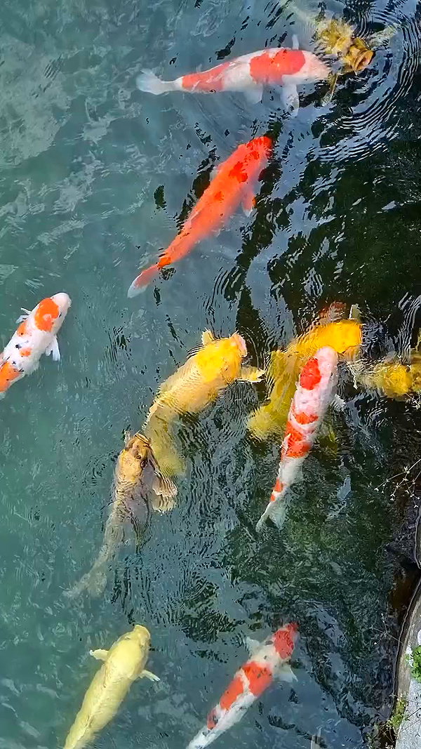 tamarli._ archive video preview